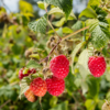 Rasberry Patch with red rasberries