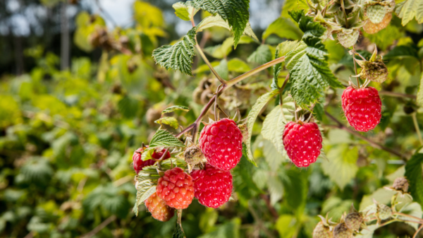 Rasberry Patch with red rasberries